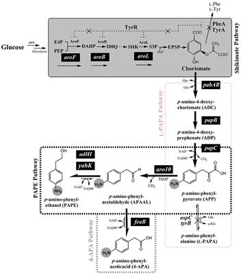 Metabolic Engineering of Escherichia coli for para-Amino-Phenylethanol and para-Amino-Phenylacetic Acid Biosynthesis